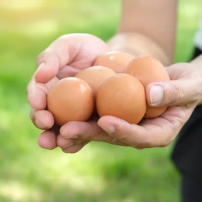 Mains tenant six œufs bruns frais sur fond vert flou à Bourges dans le Cher 18